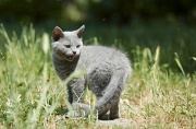 BRITISH SHORTHAIR C020